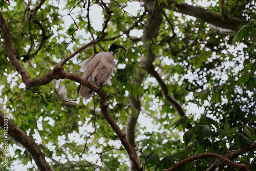 Australian white ibis in Sydney