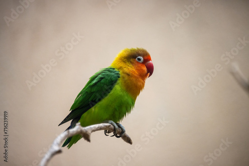 Tokyo, Japan, 31 October 2023: Colorful parrot perched on a branch in a zoo environment.