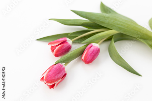 Background for Valentine's Day. Fresh pink tulips on a white background close up. Gift for Women's Day, March 8