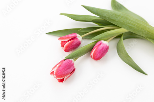 Background for Valentine's Day. Fresh pink tulips on a white background close up. Gift for Women's Day, March 8