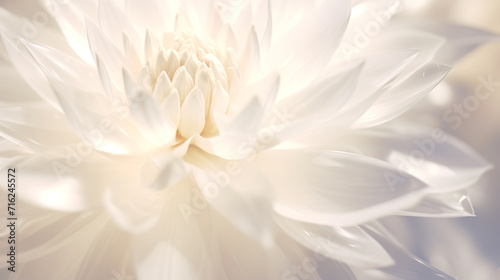 神々しい光を放つ白い花の背景 © AYANO