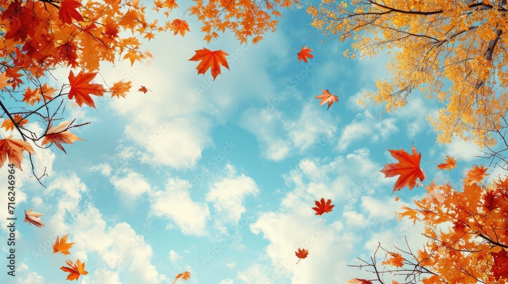 Autumn landscape. Autumn tree leaves sky background. Autumn landscape. Autumn tree leaves sky background.
