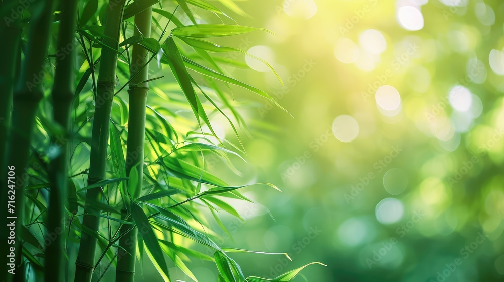Bamboo forest and green meadow grass with natural light in blur style. Bamboos green leaves and bamboo tree with bokeh in nature forest. Nature pattern view of leaf on blurred greenery background. Bamboo forest and green meadow grass with natural light in blur style. Bamboos green leaves and bamboo tree with bokeh in nature forest. Nature pattern view of leaf on blurred greenery background.