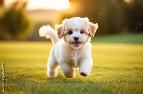 Cute cheerful white maltipu puppy with its tongue hanging out runs through the grass in the sunlight