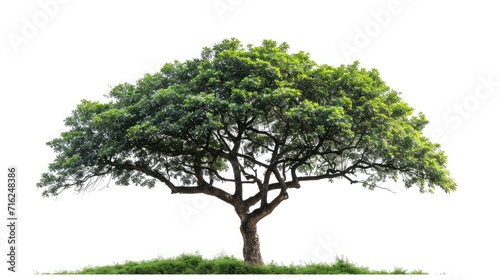 big tree isolate on white background