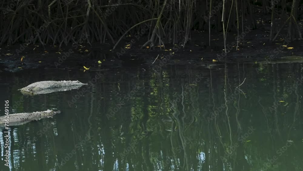 The broad-snouted caiman is a crocodilian in the family Alligatoridae found in eastern and central South America, including southeastern Brazil, northern Argentina, Uruguay, Paraguay, and Bolivia. The broad-snouted caiman is a crocodilian in the family Alligatoridae found in eastern and central South America, including southeastern Brazil, northern Argentina, Uruguay, Paraguay, and Bolivia.