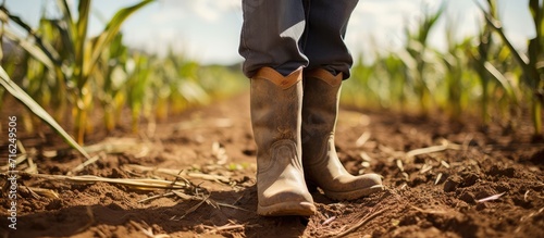 man farmer in rubber boots walks along corn sprouts green field lifestyle. agriculture a business concept.