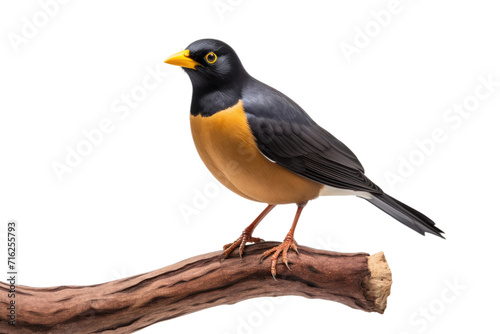 Myna Enjoying a Rest on a Branch Isolated On Transparent Background