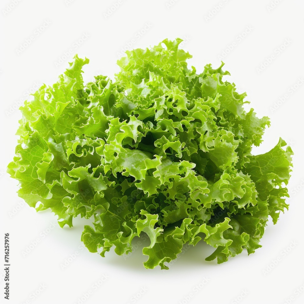 Friese lettuce green leaves isolated on white background Friese lettuce green leaves isolated on white background