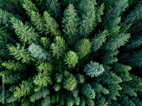 Nature   s Carpet Aerial Pine Forest Wallpaper and Design  Generative AI