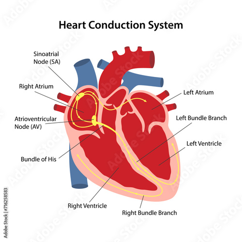 Diagram of the conduction system of the heart with main parts labeled. Electrical system of the heart. Vector illustration isolated on white background.