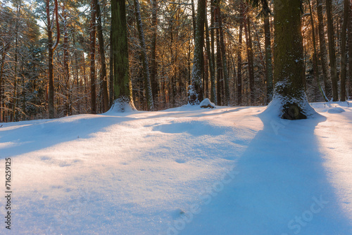 Beautiful winter landscape in forest in sunny day