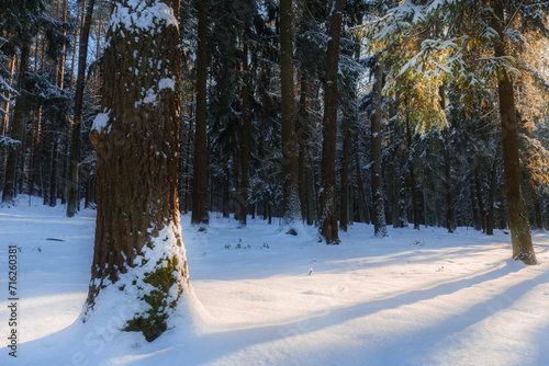 Beautiful winter landscape in spruce forest during sunny day
