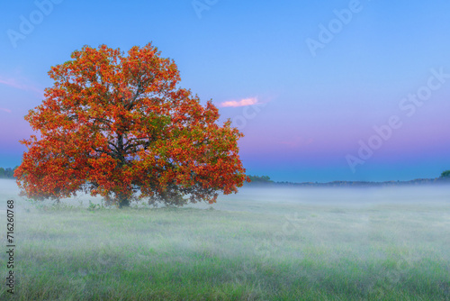 Autumn Tree in Morning Mist in Tranquil Meadow