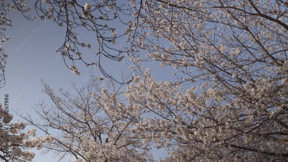 Close up walking underneath cherry blossom trees on a spring day in Japan. Close up walking underneath cherry blossom trees on a spring day in Japan.