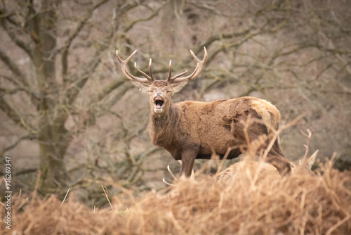 stag in the park