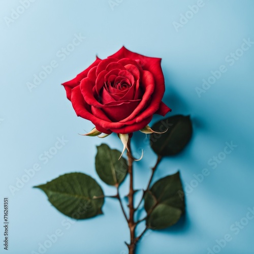 Red rose flower on blue background  Valentine s day greeting card.