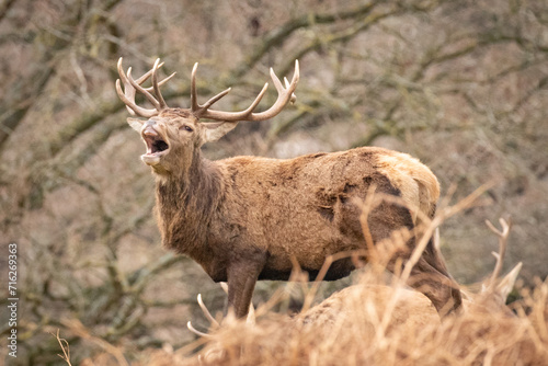 stag in the park