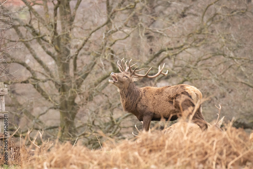 stag in the park