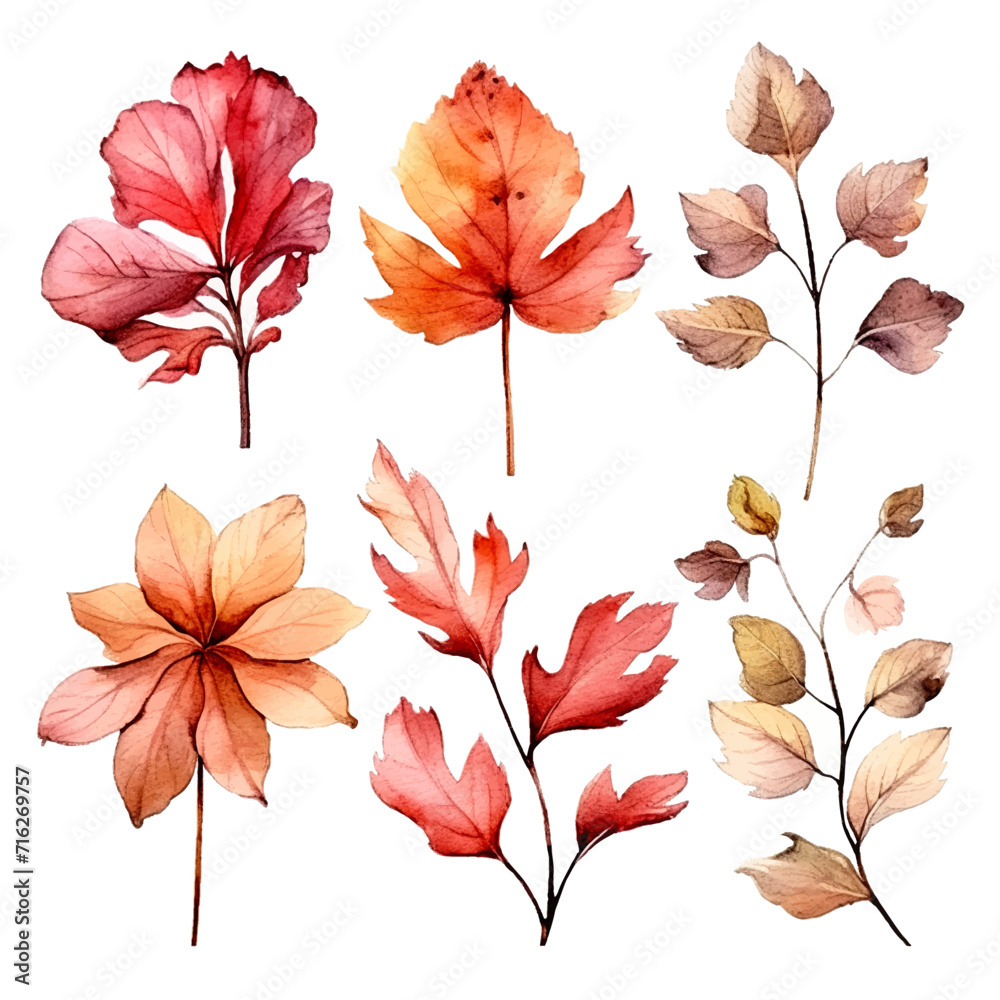 Fototapeta premium set of dry flowers, dried leaf and twig