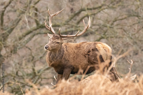 stag in the park