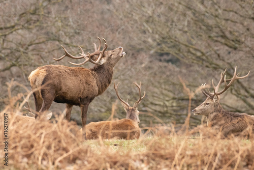 stag in the park