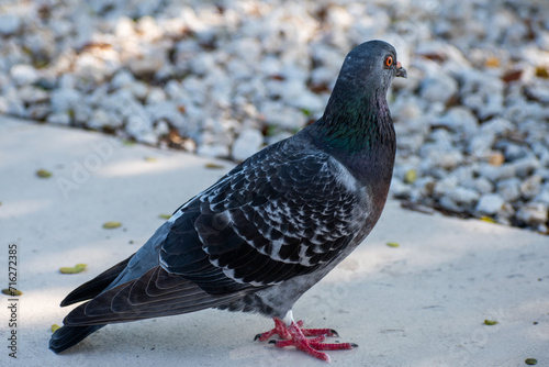pigeon in the city © Olivia