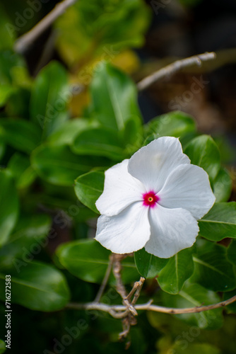 White and Pink Flower 