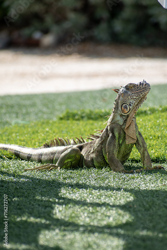 Sun bathing Iguana 