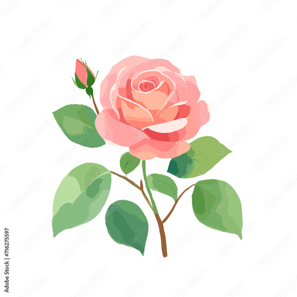 Fototapeta premium pink rose isolated on white