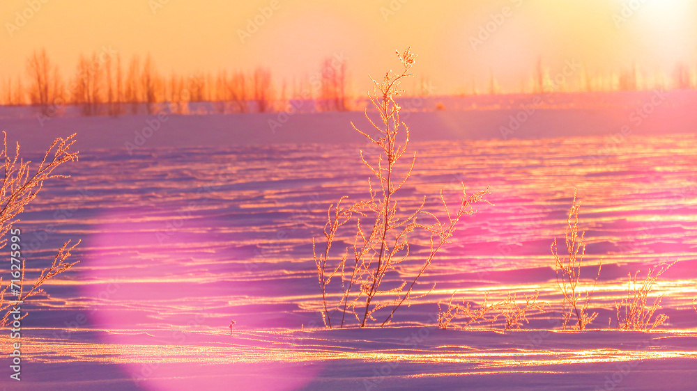 snow-covered frozen grasses in a field at sunset
