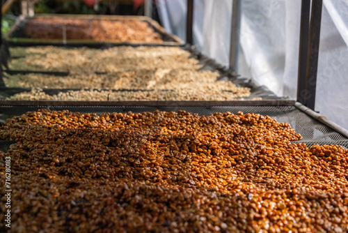 Honey coffee drying process by sunlight in greenhouse.freshly harvested beans undergo a meticulous journey—carefully pulped and then dried with a sweet, sticky residue
