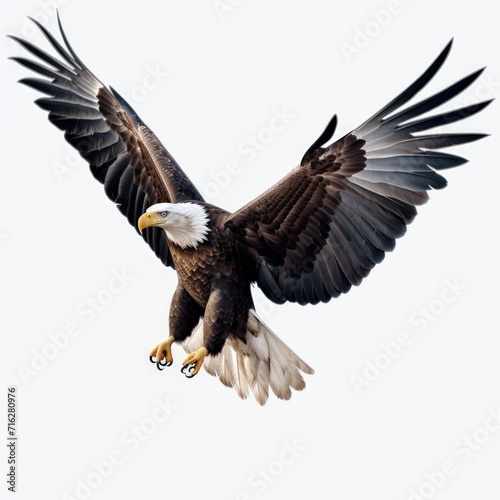 Eagle flying  full body  on a white background.