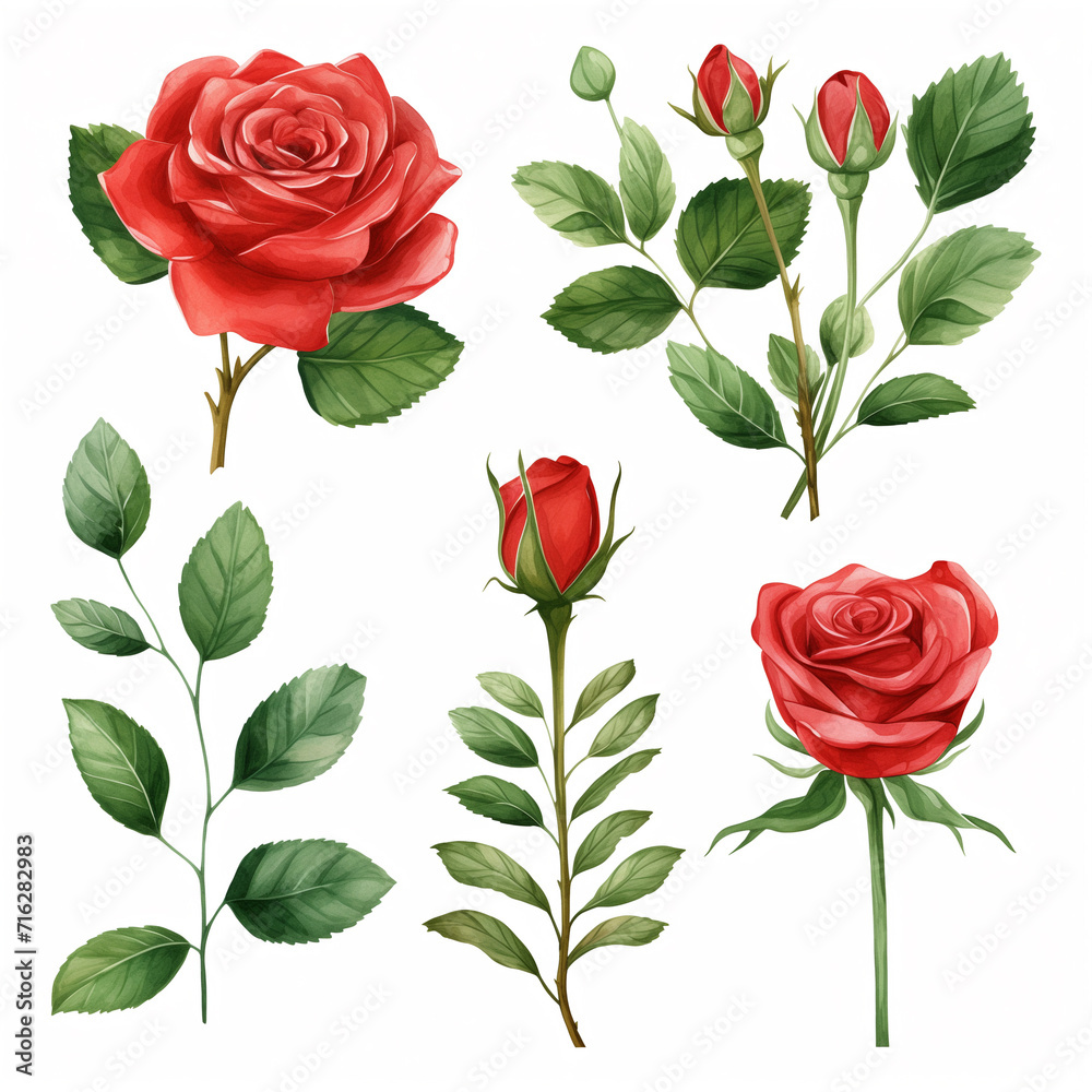 Set of pictures of red roses with leaves