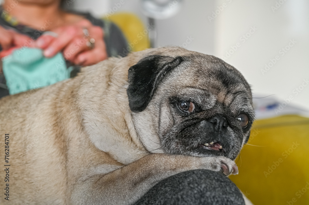 an old pug lies on the owner's lap 16