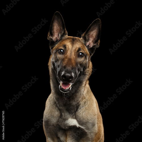 Portrait of Malinois shepherd dog sitting in front of isolated black background
