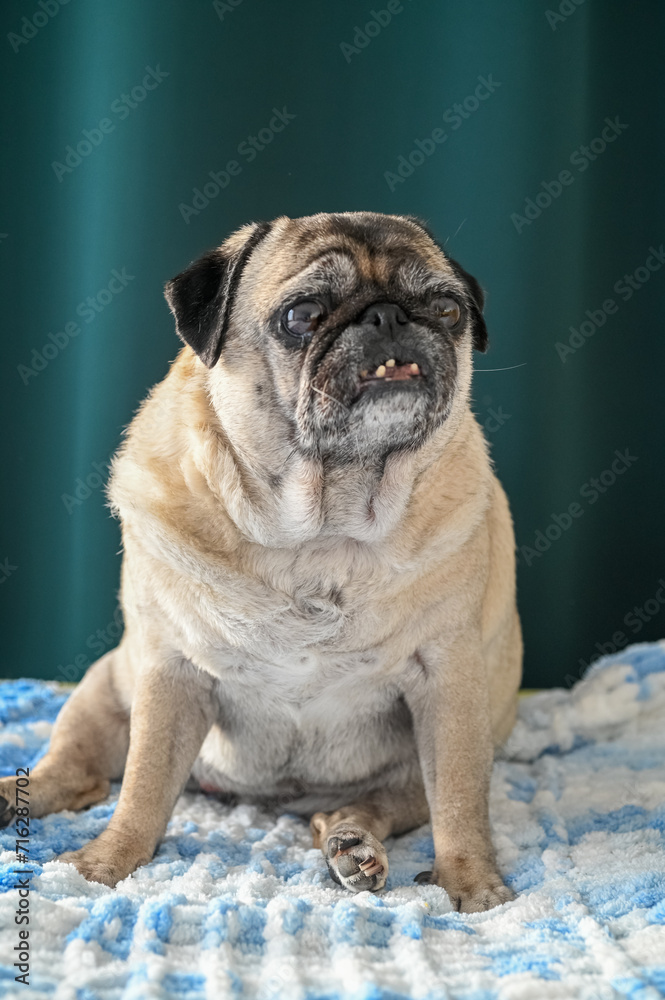 old pug sitting on the sofa on a green background 7