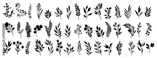 Set of leaves silhouette of beautiful plants, leaves, plant design. Vector illustration . photo