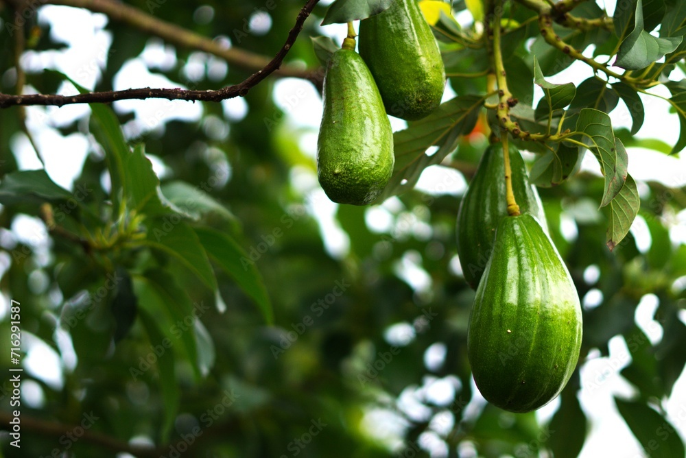avocado fruit hanging on the tree avocado fruit hanging on the tree