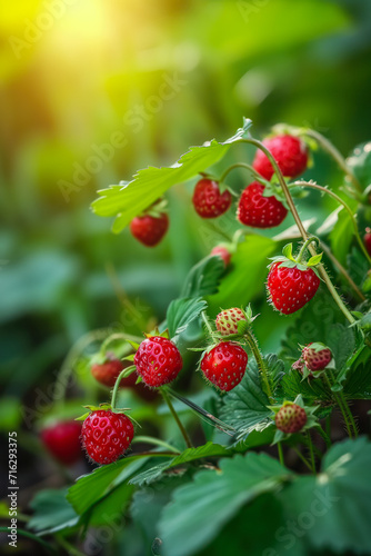 Delicious Wild Strawberries 