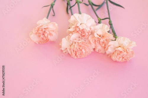 Pink carnations on a pink background. Place for text © Julia Jones
