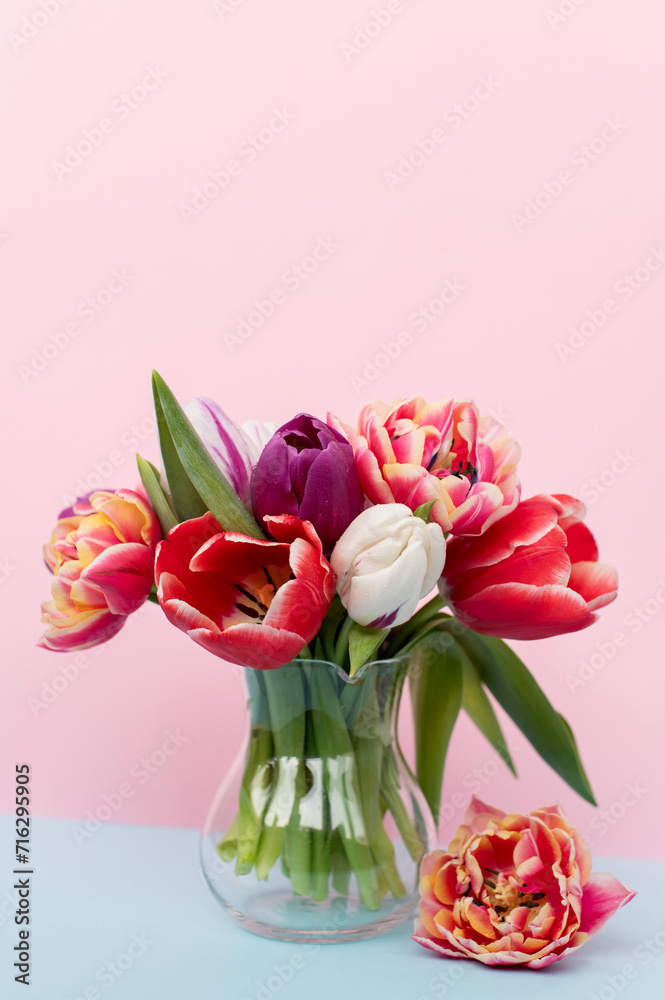 A bouquet of colorful tulips of different varieties on a pink and blue background. Side view