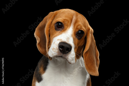 Funny Portrait of Beagle Dog Gazing Isolated on Black Background in studio