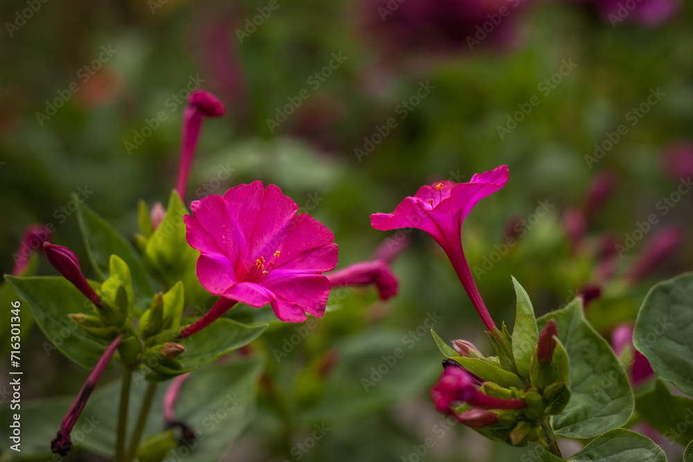 Phlox among the plants in the garden. Small depth of field
