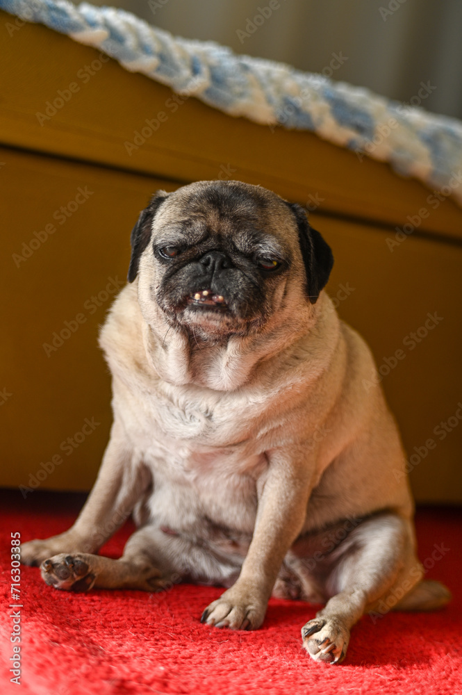 old pug sitting on the red carpet 5