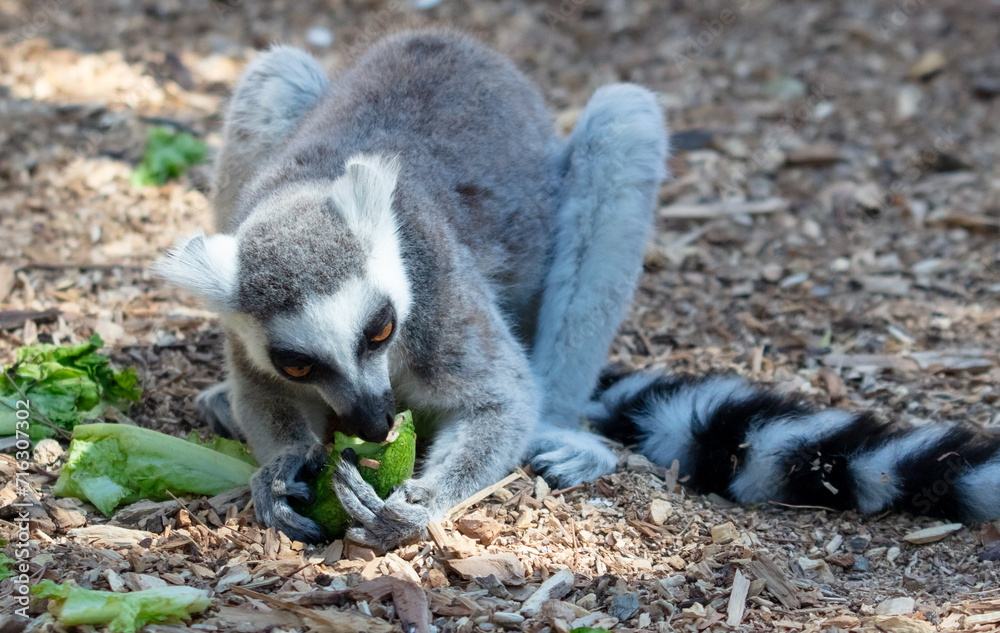 Obraz premium Lemur eats vegetables at the zoo