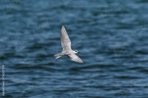 Common tern (Sterna hirundo) flying in the air above the sea.