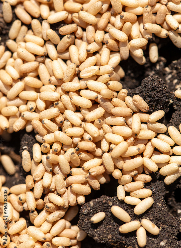 Fototapeta premium Close up of red ant eggs. Macro