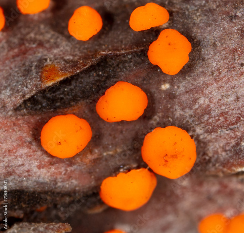Disease on a tree branch. Orange mold
