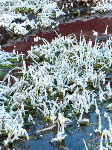 Grass covered with snowflakes on a pond close-up